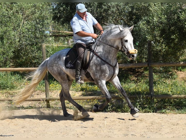 PRE Mix Hengst 5 Jaar 161 cm Schimmel in Provinz Malaga