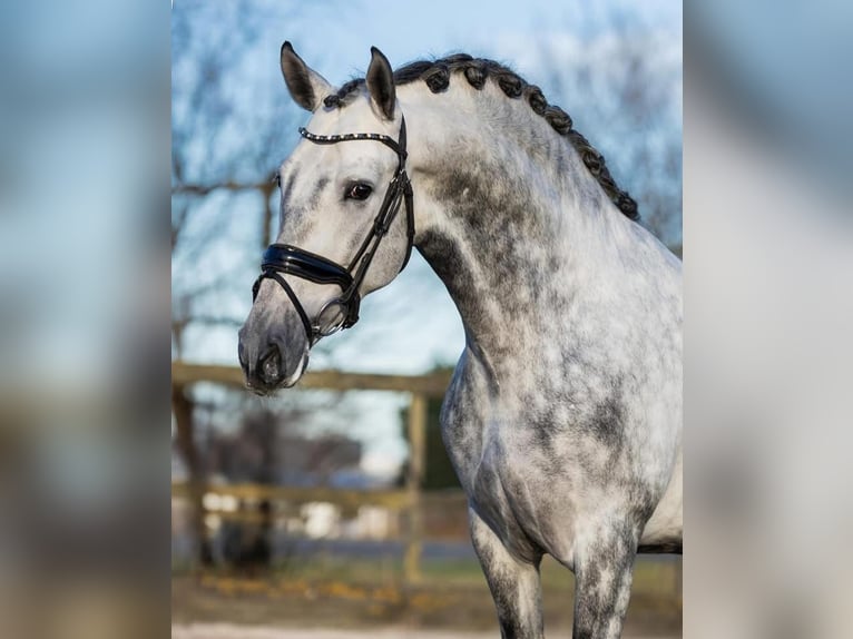 PRE Hengst 5 Jaar 161 cm Schimmel in Poeldijk