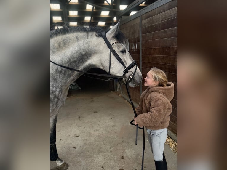 PRE Hengst 5 Jaar 161 cm Schimmel in Poeldijk