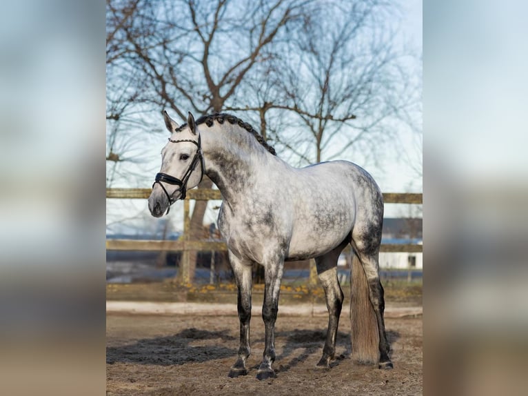 PRE Hengst 5 Jaar 161 cm Schimmel in Poeldijk