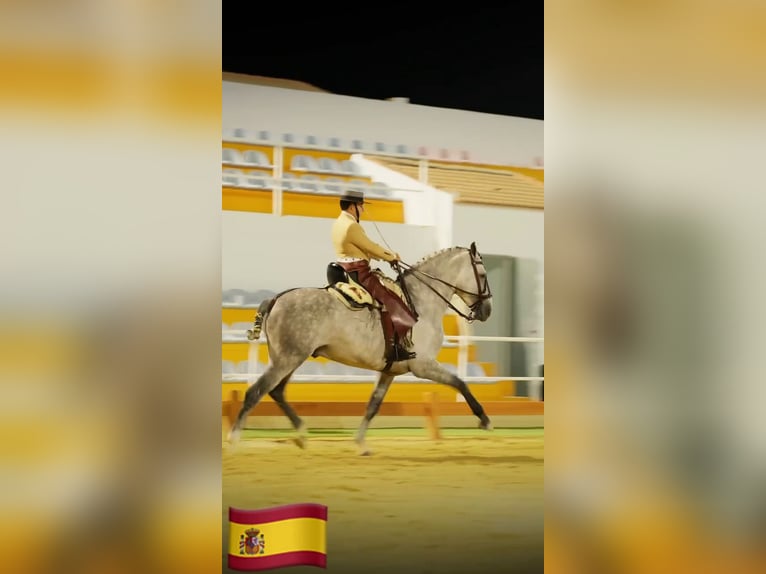 PRE Mix Hengst 5 Jaar 161 cm Schimmel in Sanlucar