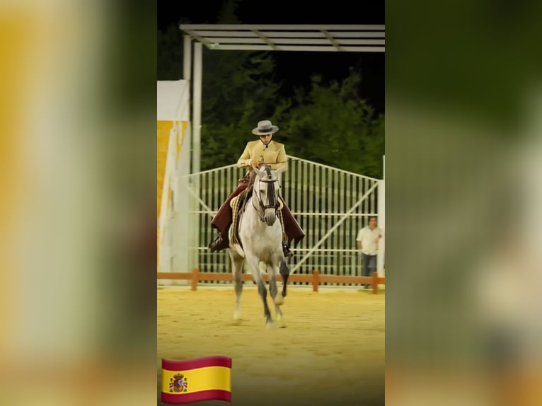 PRE Mix Hengst 5 Jaar 161 cm Schimmel in Sanlucar