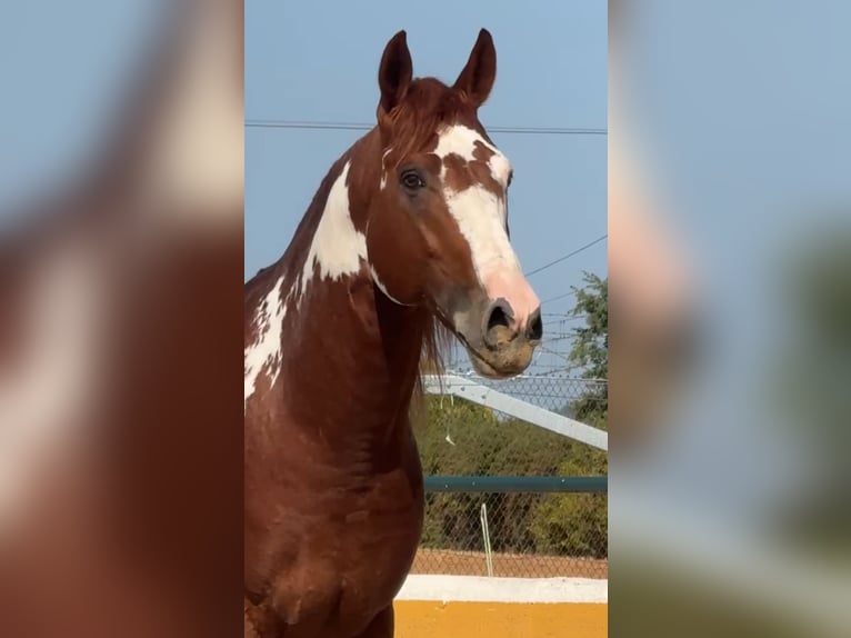 PRE Mix Hengst 5 Jaar 161 cm Vos in Oststeinbek
