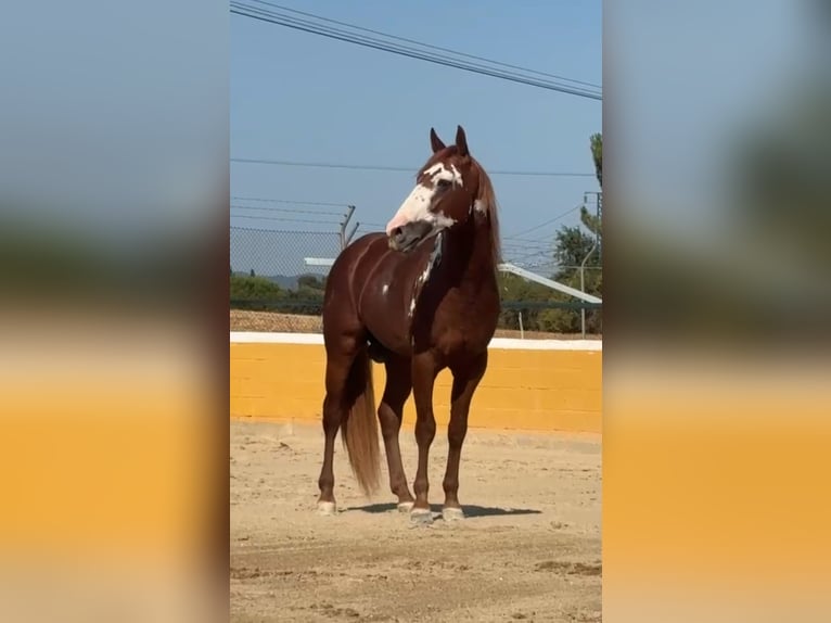 PRE Mix Hengst 5 Jaar 161 cm Vos in Oststeinbek