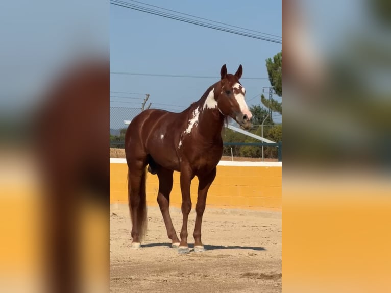 PRE Mix Hengst 5 Jaar 161 cm Vos in Oststeinbek