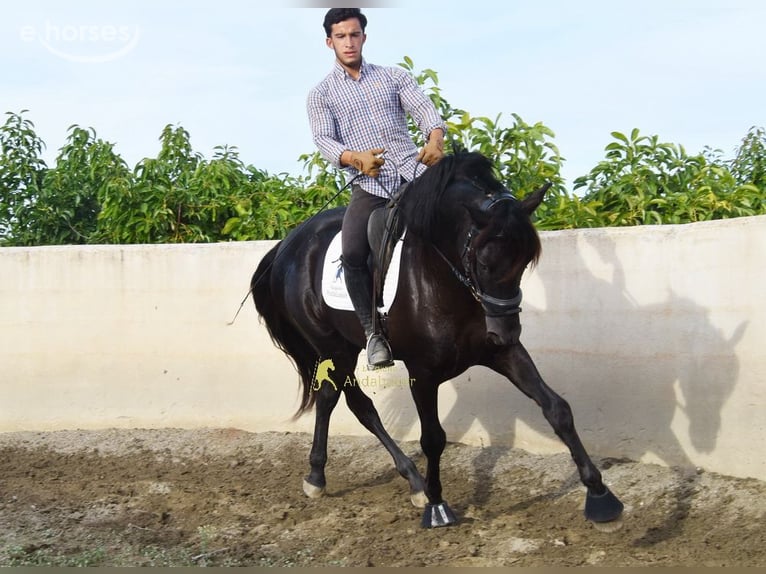 PRE Hengst 5 Jaar 161 cm Zwart in Provinz Malaga