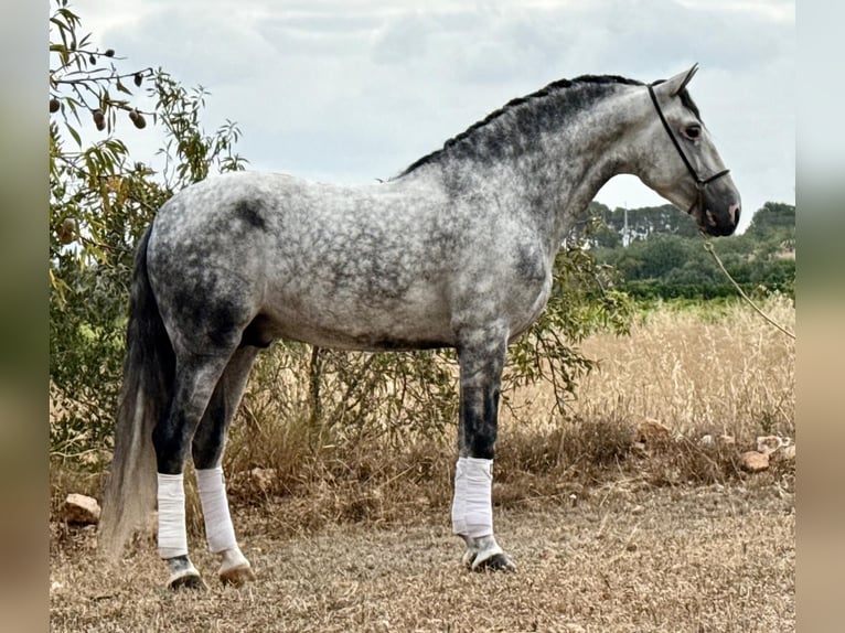 PRE Mix Hengst 5 Jaar 162 cm Appelschimmel in Schwarme