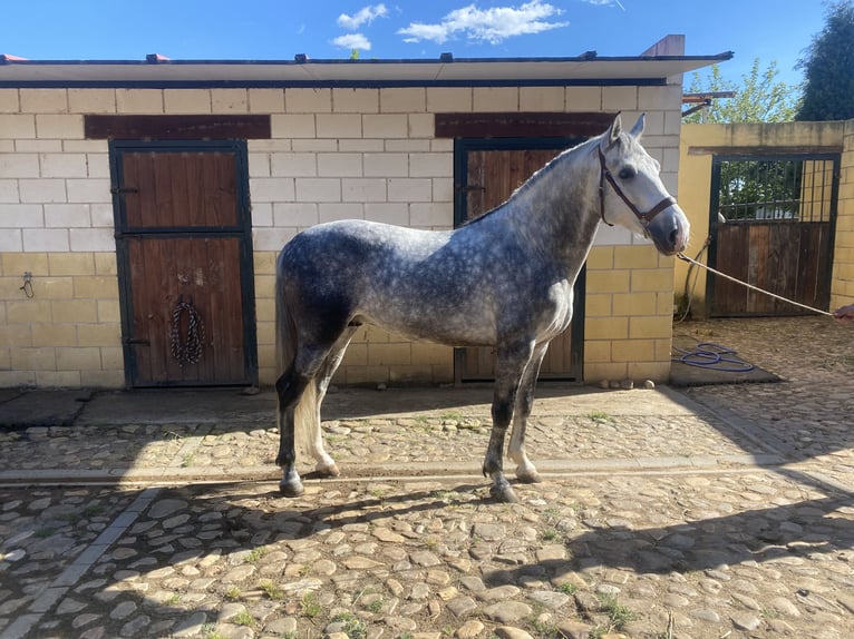 PRE Hengst 5 Jaar 162 cm Appelschimmel in Yunquera De Henares