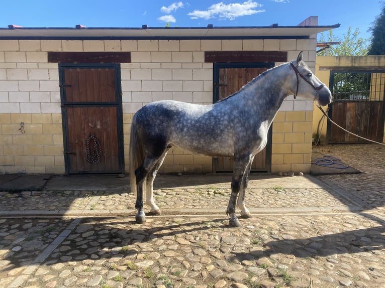 PRE Hengst 5 Jaar 162 cm Appelschimmel in Yunquera De Henares