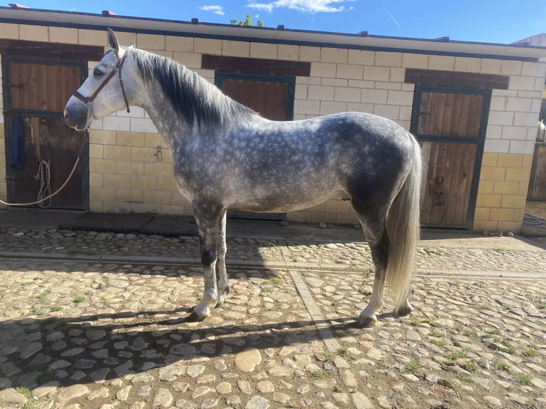 PRE Hengst 5 Jaar 162 cm Appelschimmel in Yunquera De Henares