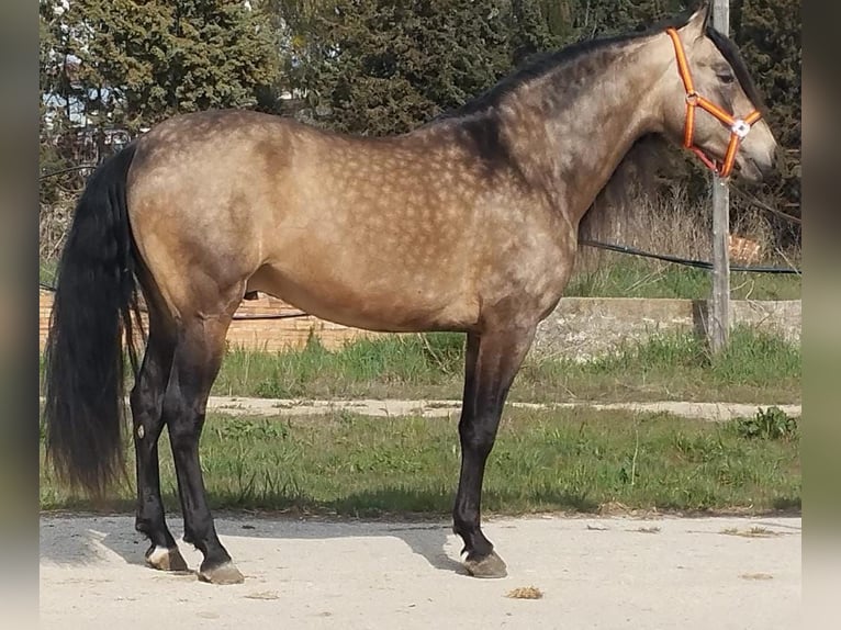 PRE Mix Hengst 5 Jaar 162 cm Buckskin in Badajoz