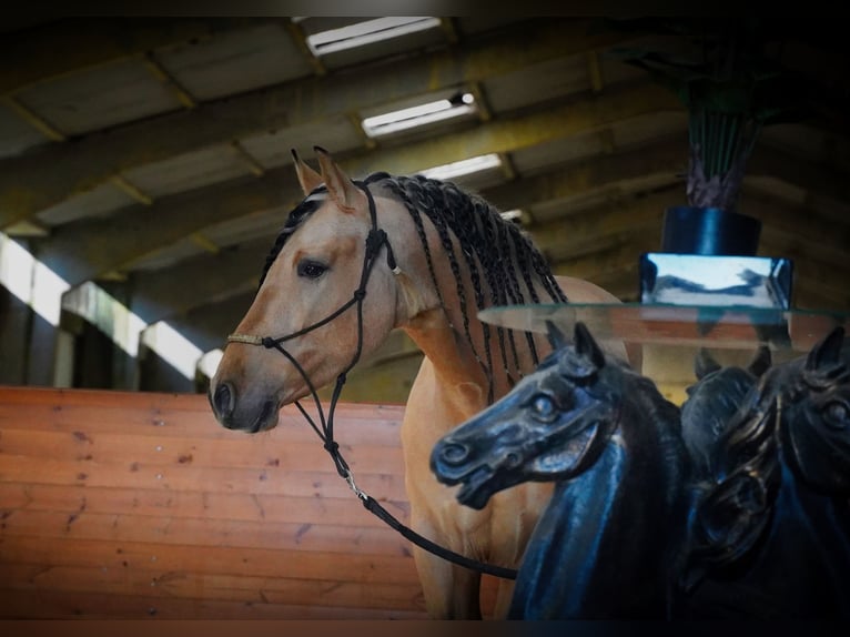 PRE Mix Hengst 5 Jaar 162 cm Buckskin in HEUVELLAND