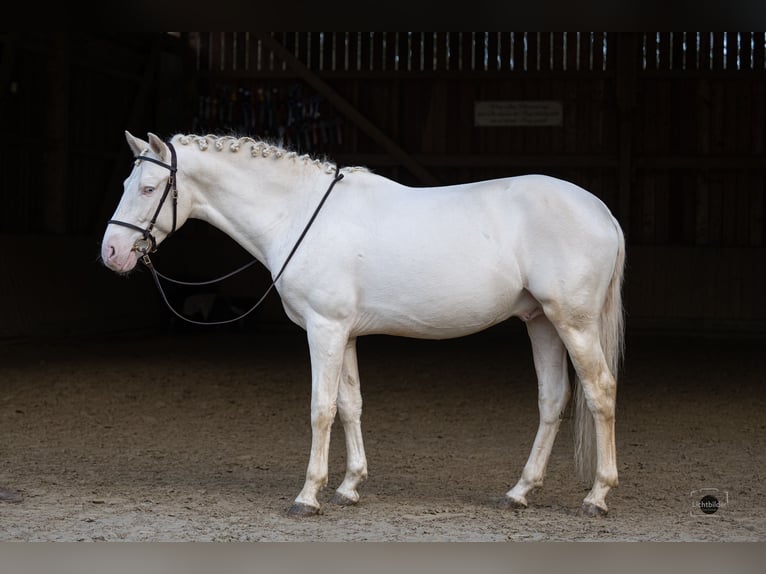 PRE Mix Hengst 5 Jaar 162 cm Cremello in Eisighofen