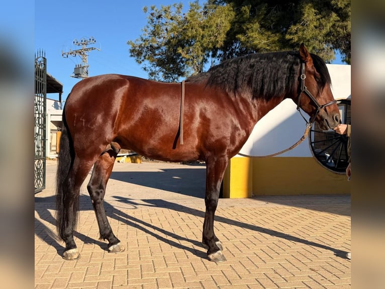 PRE Mix Hengst 5 Jaar 162 cm Donkerbruin in Martfeld