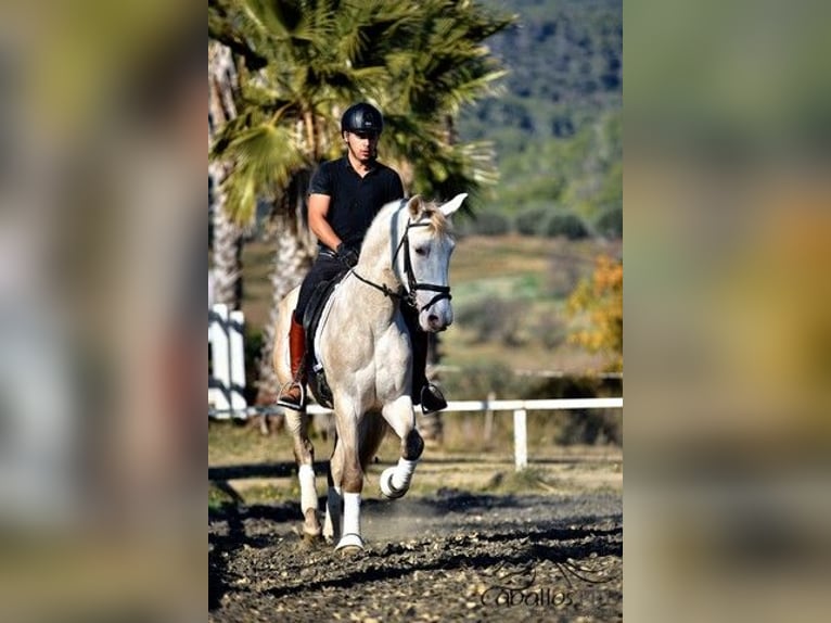 PRE Hengst 5 Jaar 162 cm in Barcelona