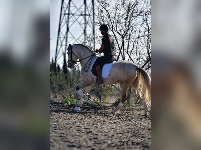 PRE Hengst 5 Jaar 162 cm in Barcelona