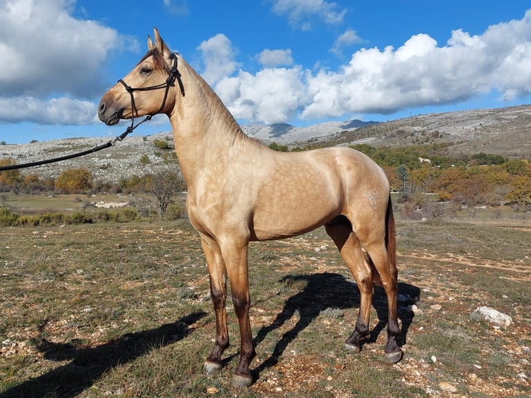 PRE Mix Hengst 5 Jaar 162 cm Falbe in Hamburg