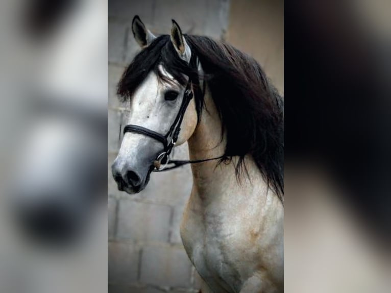 PRE Mix Hengst 5 Jaar 162 cm kan schimmel zijn in Valencia