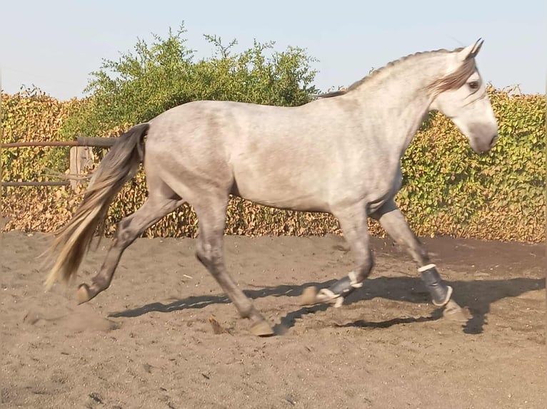 PRE Hengst 5 Jaar 162 cm Schimmel in Galaroza (Huelva)