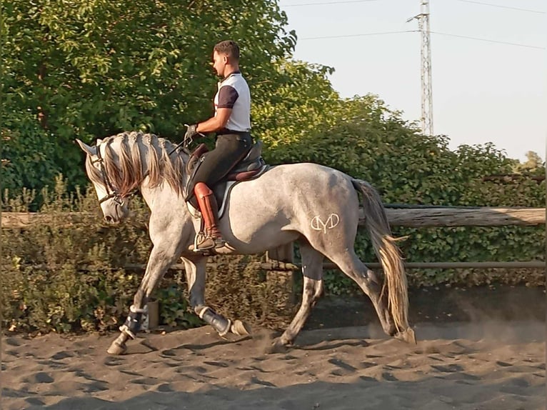 PRE Hengst 5 Jaar 162 cm Schimmel in Galaroza (Huelva)