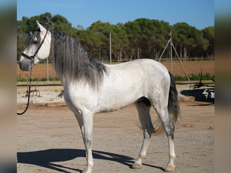 PRE Mix Hengst 5 Jaar 162 cm Schimmel in Hamburg