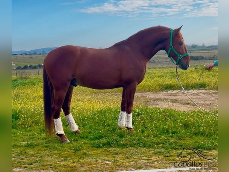 PRE Hengst 5 Jaar 162 cm Vos in Merida