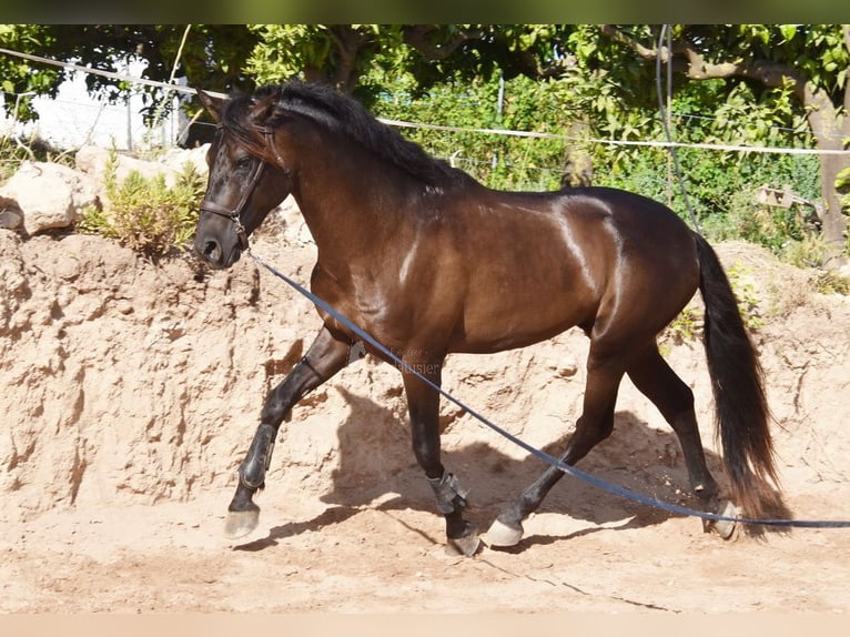 PRE Hengst 5 Jaar 162 cm Zwart in Provinz Malaga