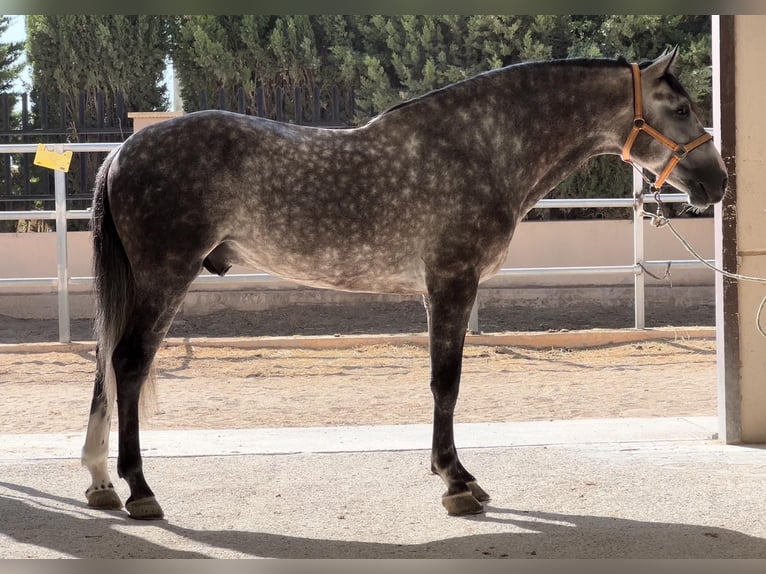 PRE Hengst 5 Jaar 162 cm Zwartschimmel in Valencia