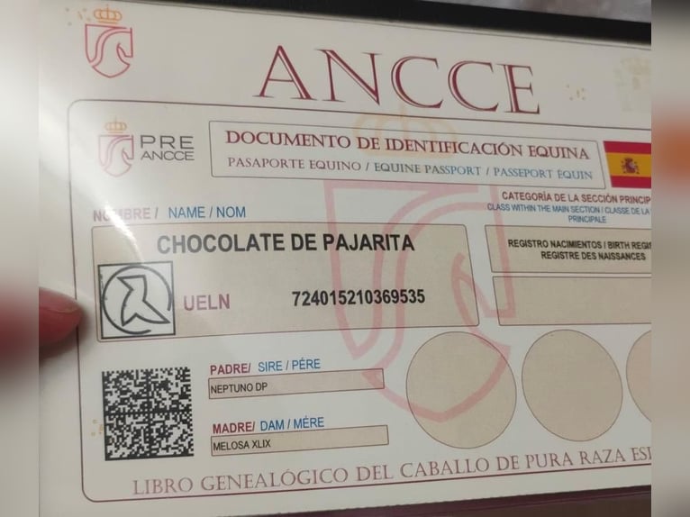 PRE Hengst 5 Jaar 163 cm in Murcia