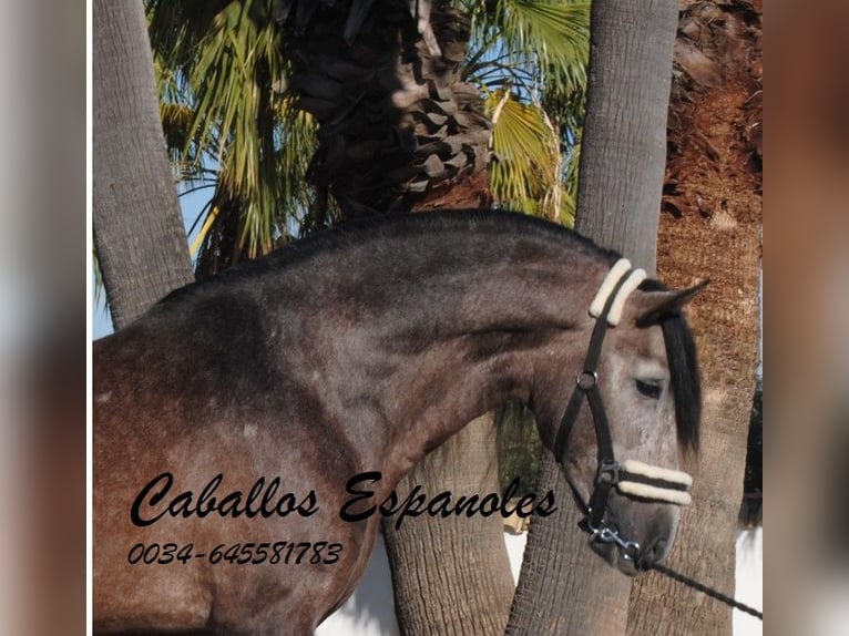 PRE Hengst 5 Jaar 163 cm Brown Falb schimmel in Vejer de la Frontera