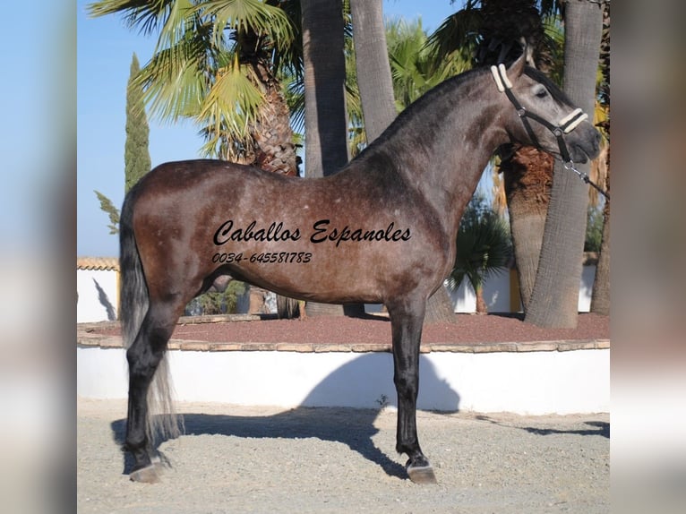 PRE Hengst 5 Jaar 163 cm Brown Falb schimmel in Vejer de la Frontera