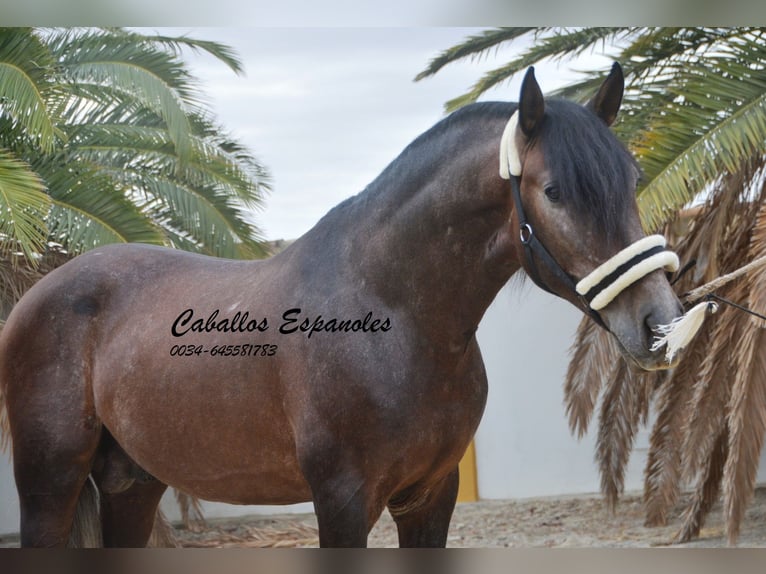 PRE Hengst 5 Jaar 163 cm Brown Falb schimmel in Vejer de la Frontera