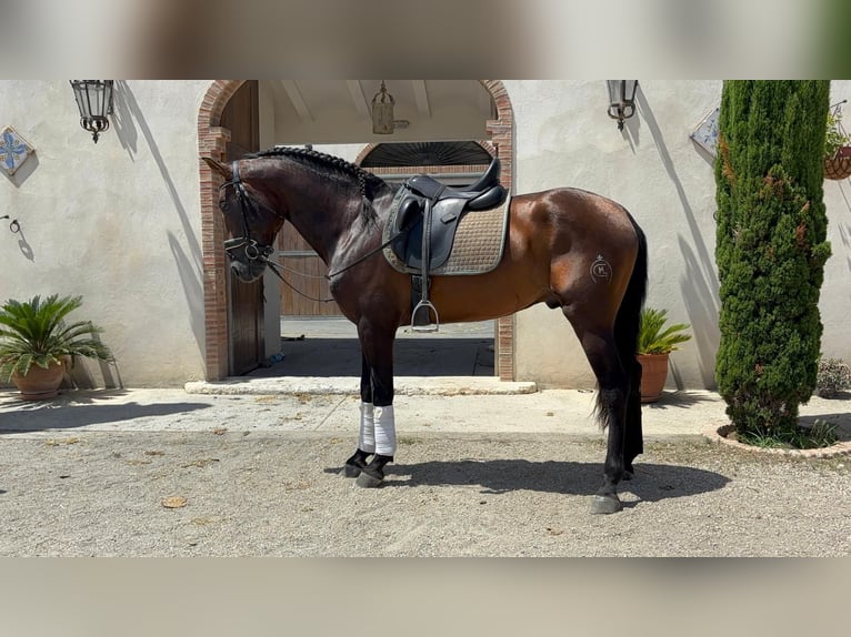 PRE Hengst 5 Jaar 163 cm Bruin in Canals