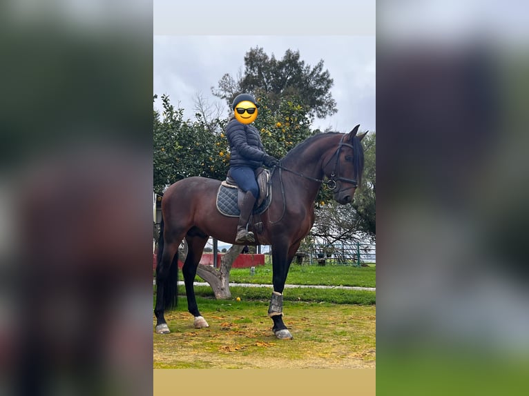 PRE Mix Hengst 5 Jaar 163 cm Bruin in Arcos de la Frontera