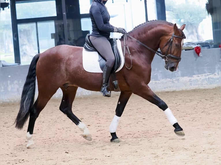 PRE Mix Hengst 5 Jaar 163 cm Bruin in Navas Del Madroño