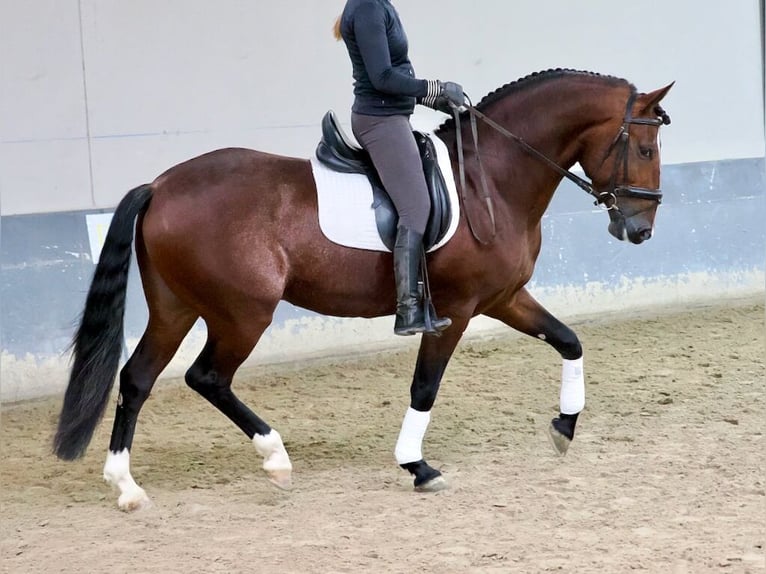 PRE Mix Hengst 5 Jaar 163 cm Bruin in Navas Del Madroño