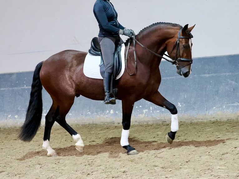 PRE Mix Hengst 5 Jaar 163 cm Bruin in Navas Del Madroño