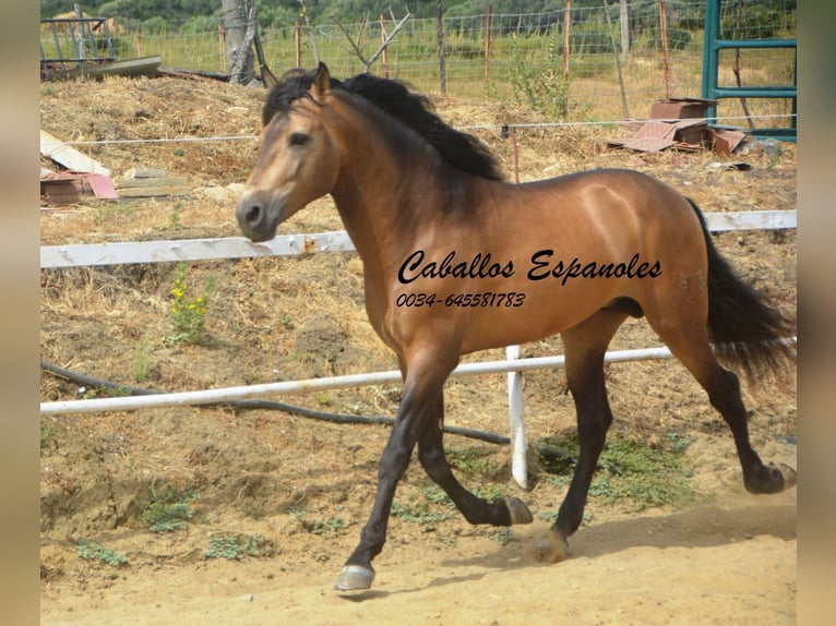 PRE Mix Hengst 5 Jaar 163 cm Buckskin in Vejer de la Frontera