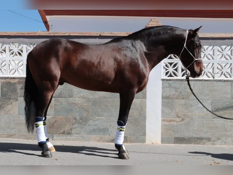 PRE Hengst 5 Jaar 163 cm Donkerbruin in Malaga