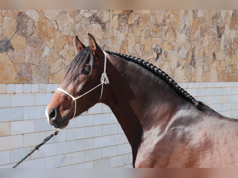 PRE Hengst 5 Jaar 163 cm Donkerbruin in Malaga