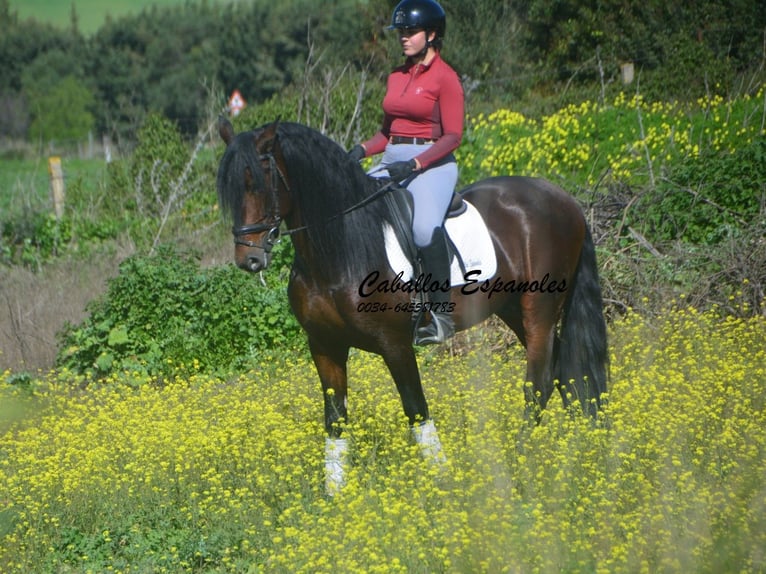 PRE Mix Hengst 5 Jaar 163 cm Donkerbruin in Vejer de la Frontera