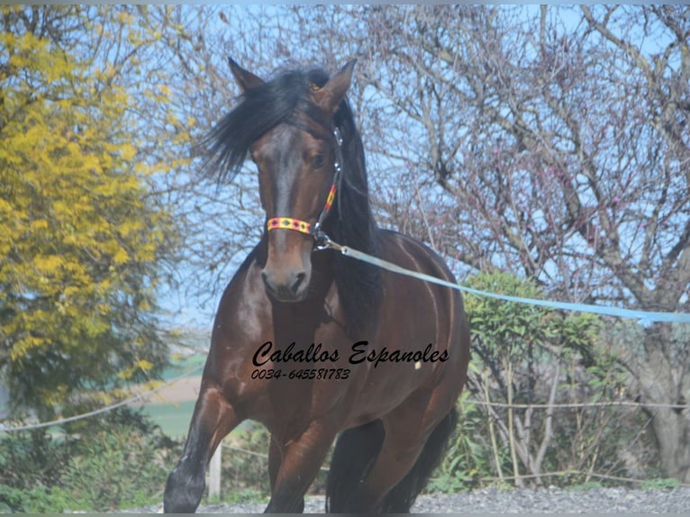 PRE Mix Hengst 5 Jaar 163 cm Donkerbruin in Vejer de la Frontera