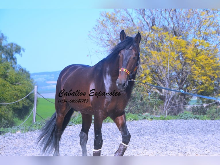PRE Mix Hengst 5 Jaar 163 cm Donkerbruin in Vejer de la Frontera