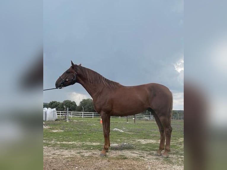PRE Mix Hengst 5 Jaar 163 cm Donkere-vos in MADRID