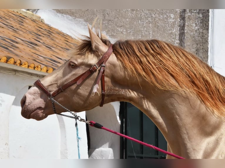 PRE Hengst 5 Jaar 163 cm Pearl in Provinz Cordoba