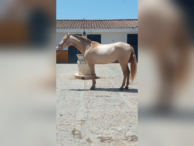 PRE Hengst 5 Jaar 163 cm Perlino in Arcos de la Frontera