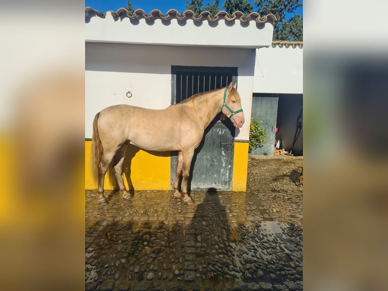 PRE Hengst 5 Jaar 163 cm Perlino in Arcos de la Frontera