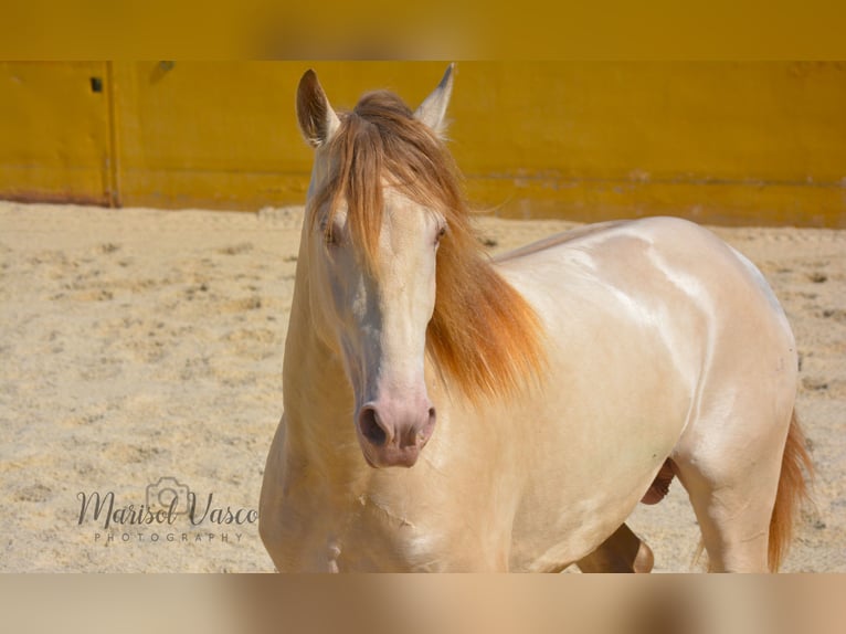 PRE Hengst 5 Jaar 163 cm Perlino in Arcos de la Frontera