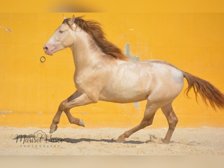 PRE Hengst 5 Jaar 163 cm Perlino in Arcos de la Frontera