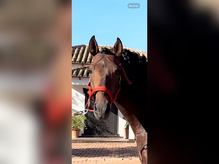 PRE Mix Hengst 5 Jaar 163 cm Roodbruin in Palma del Rìo
